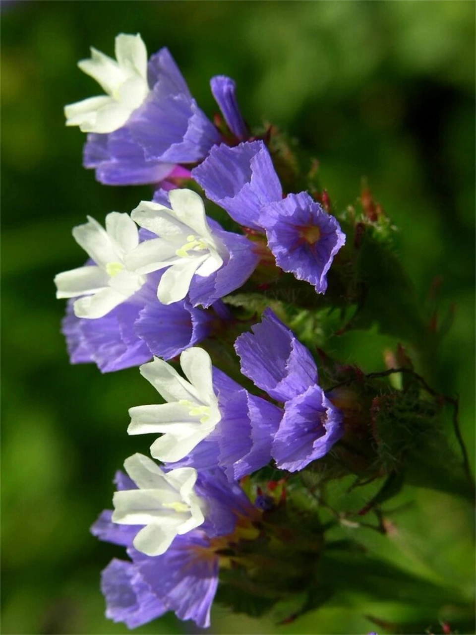 补血草花期图片