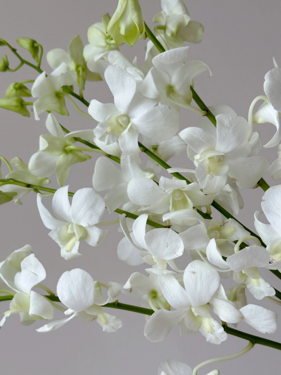 认识一种花材白色洋兰  98 洋兰,这一鲜切花界的翘楚,真是美得让人
