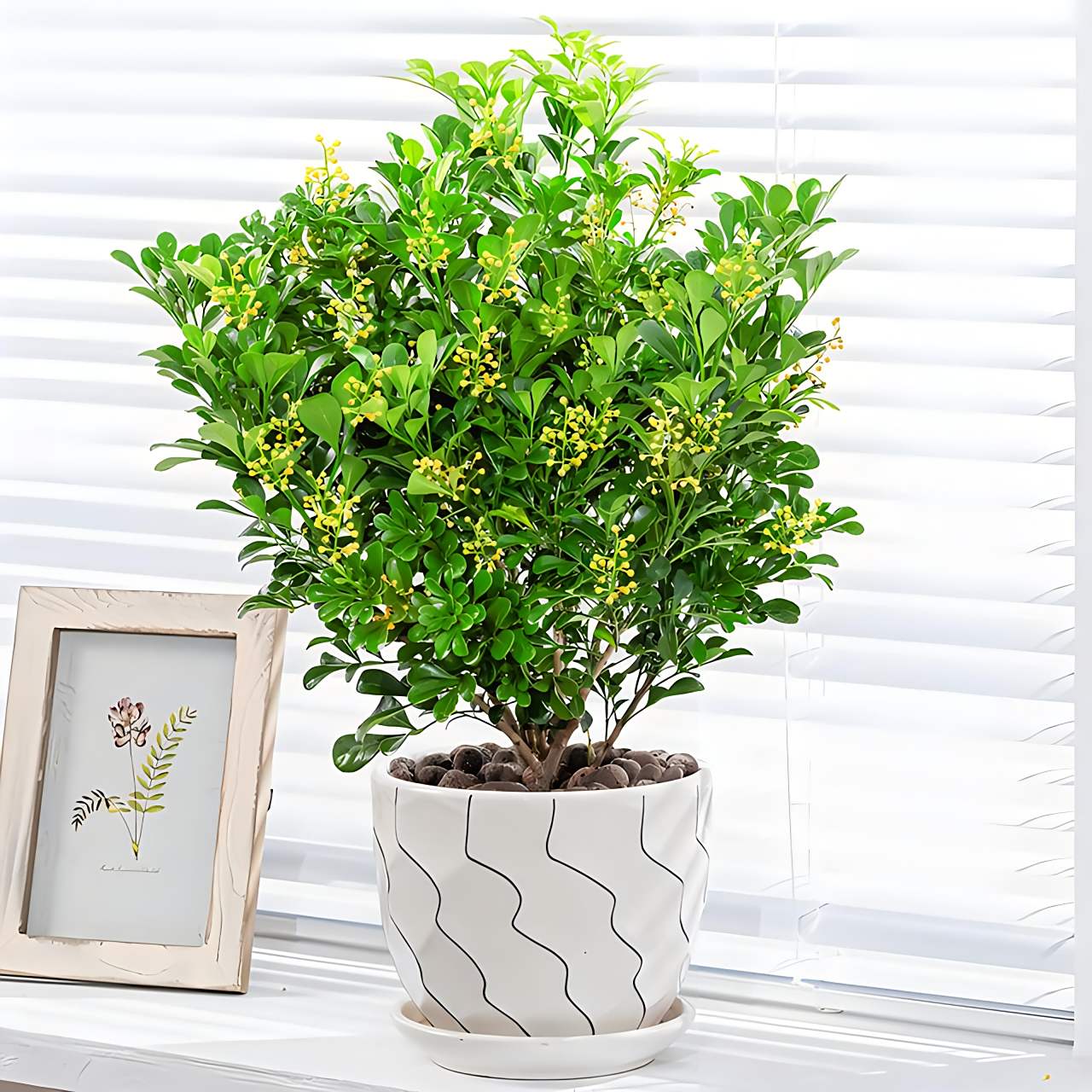 养米兰需避免十大禁忌,包括阳光不足,温度过低,浇水不当,施肥过浓,盆