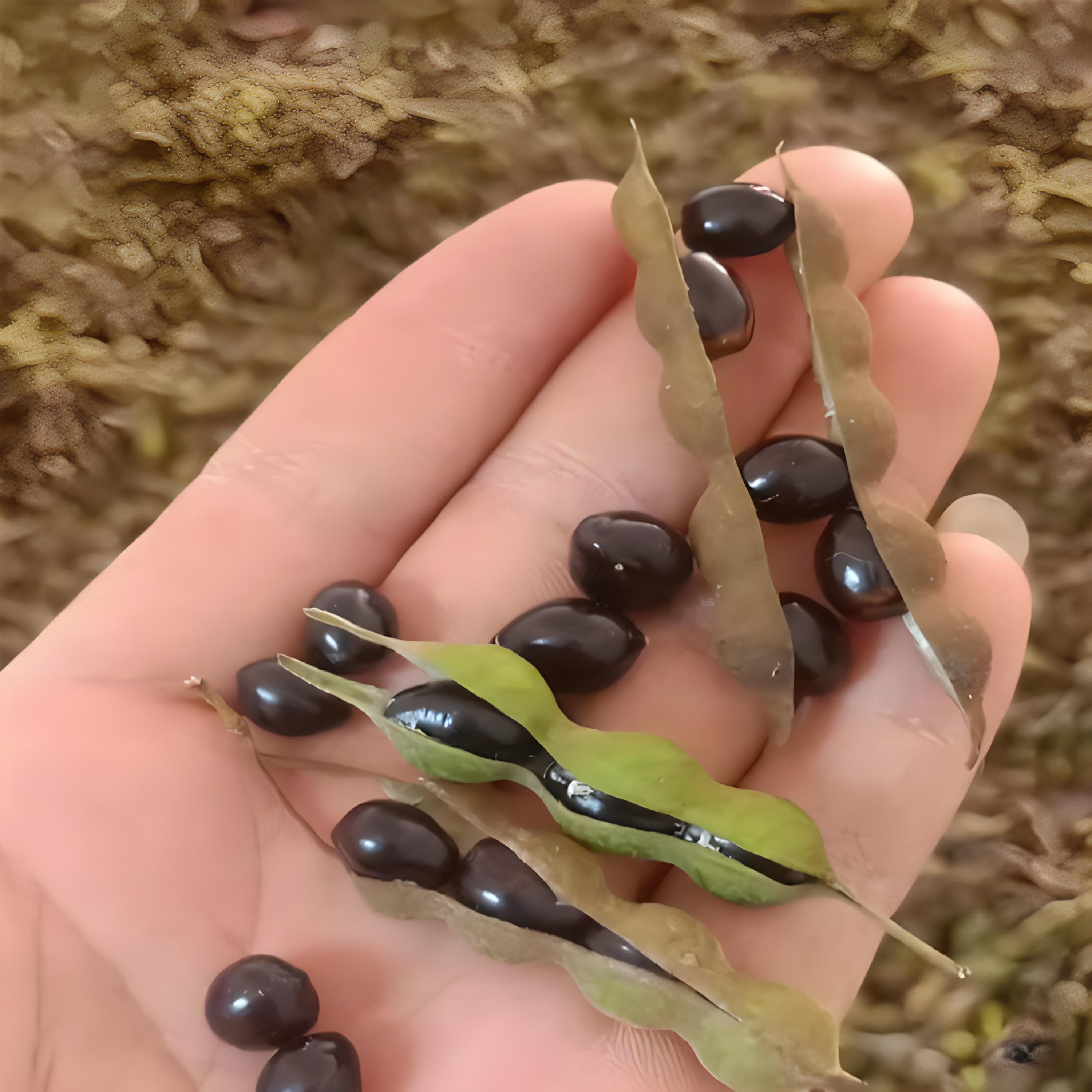 关于野生山豆根食用农产品市场深度解析的报告