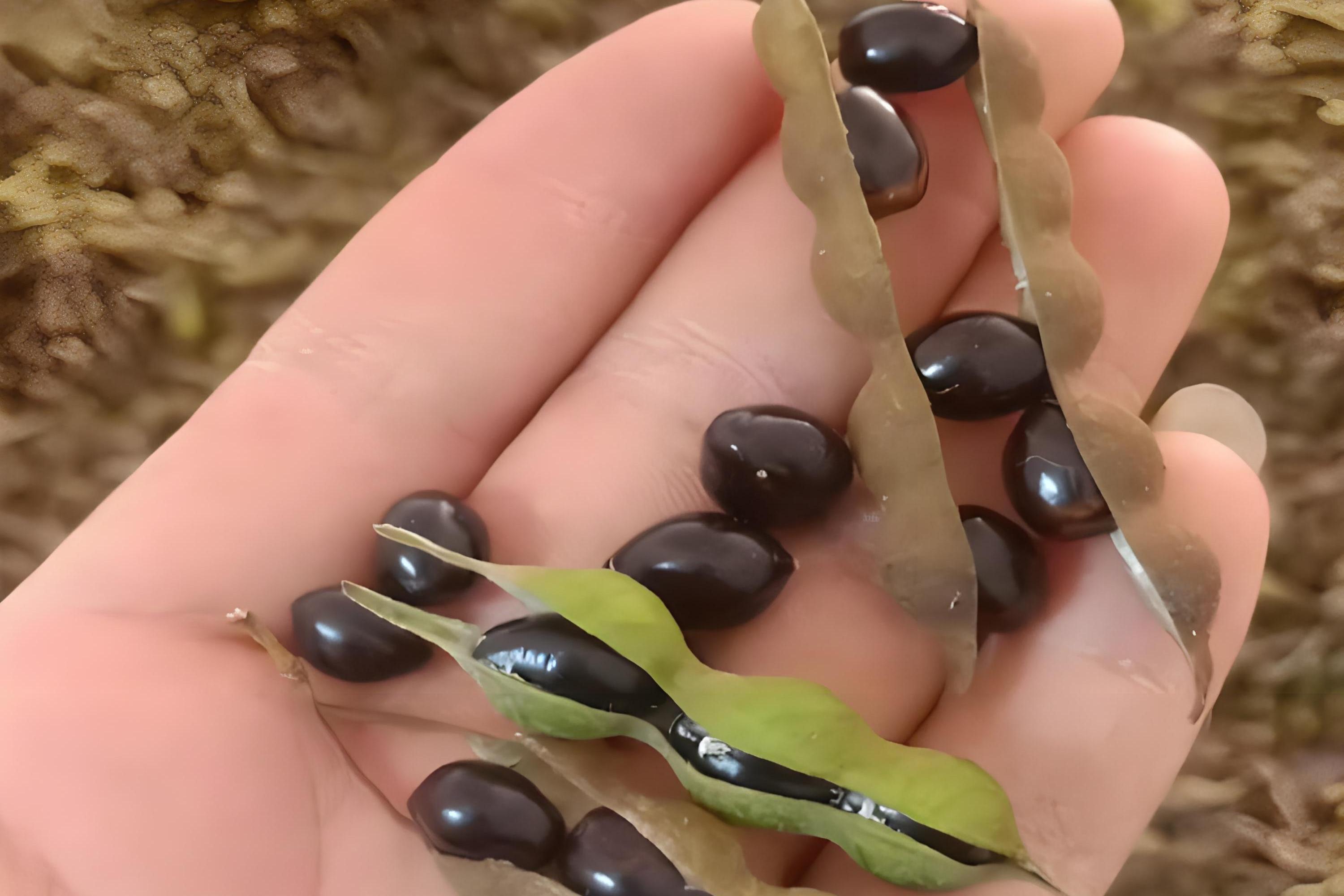 野生山豆根,清热解毒又增强免疫力!珍稀天然食材,独特风味,营养丰富.