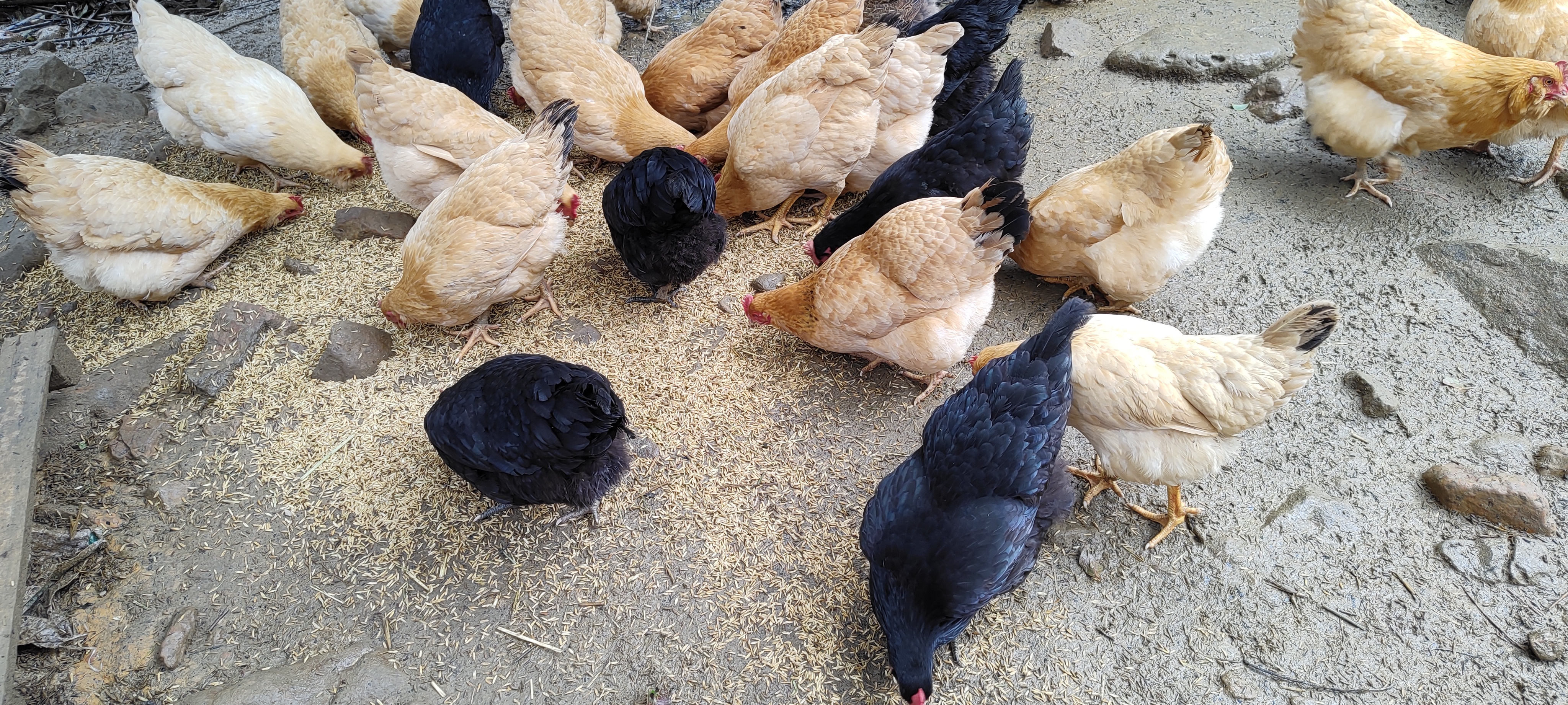 广东农村农民如何利用果树林下养鸡:全方位指南,句句都是宝典