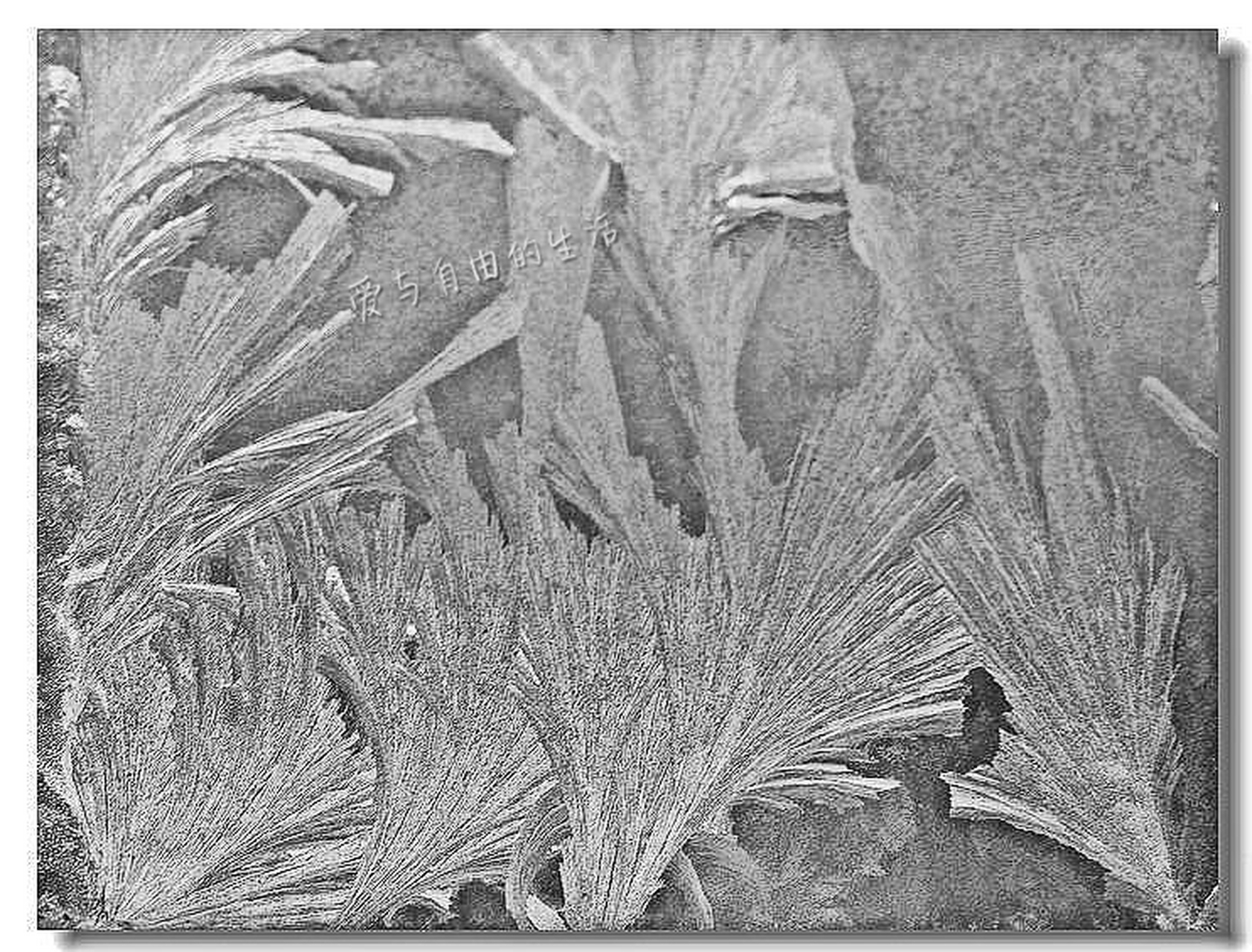 随着生活水平的提高,暖气普及,冰窗花这一现象将很难再看到.