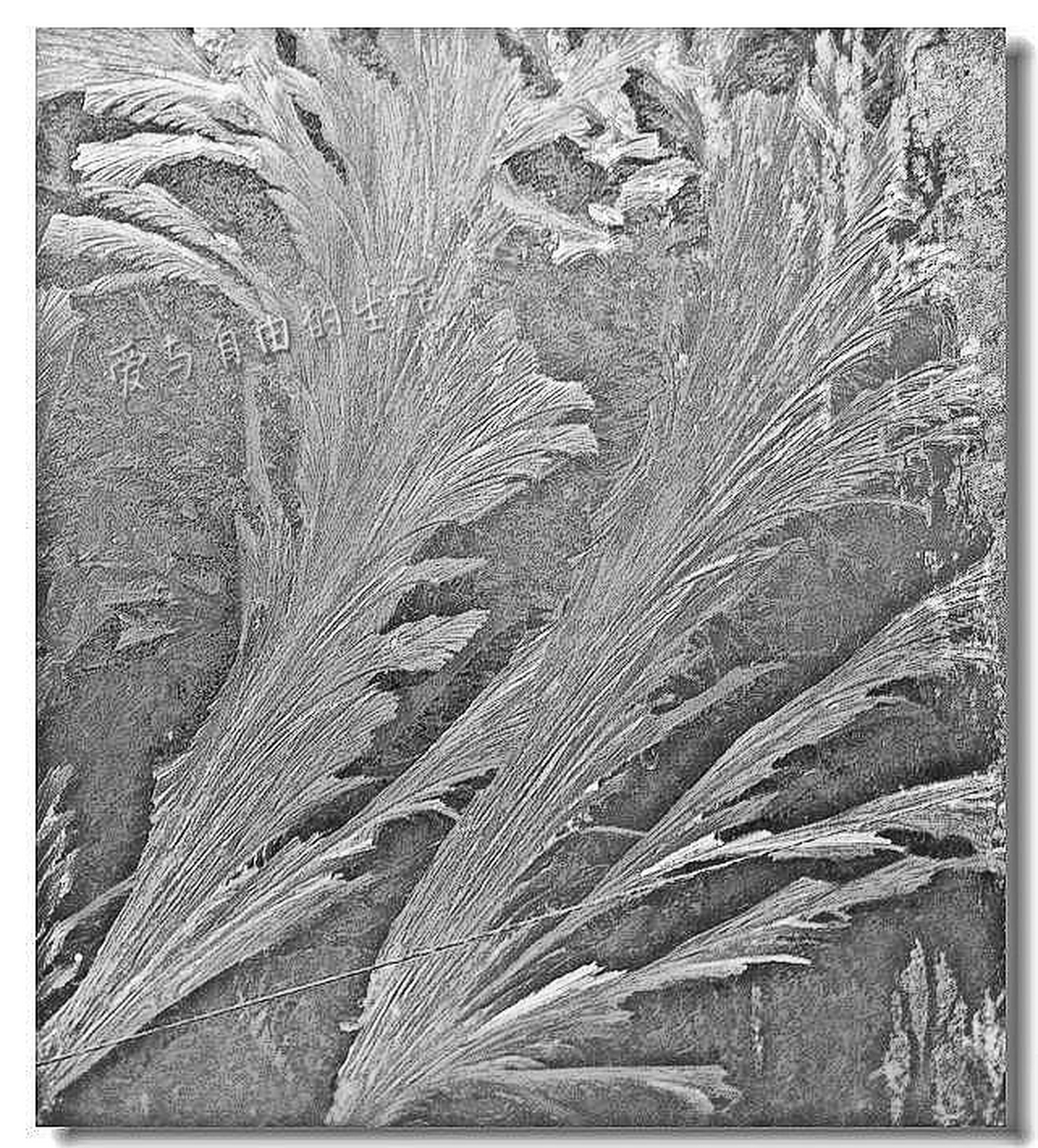 随着生活水平的提高,暖气普及,冰窗花这一现象将很难再看到.