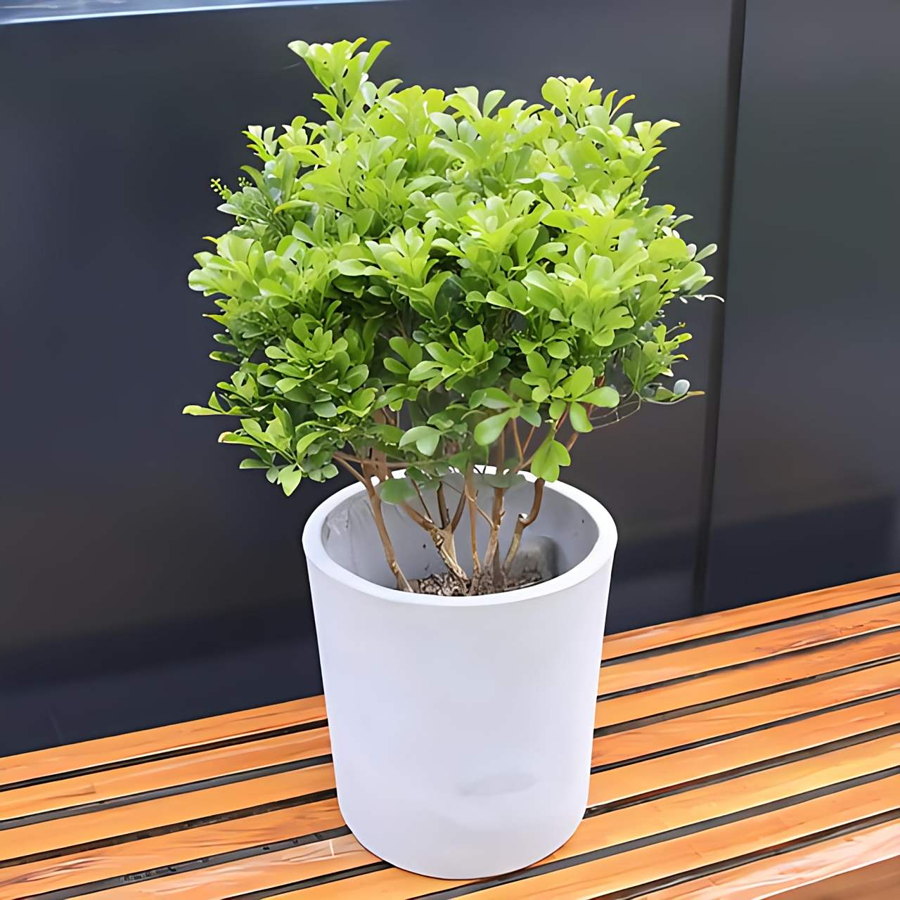 养米兰需避免十大禁忌,包括阳光不足,温度过低,浇水不当,施肥过浓,盆