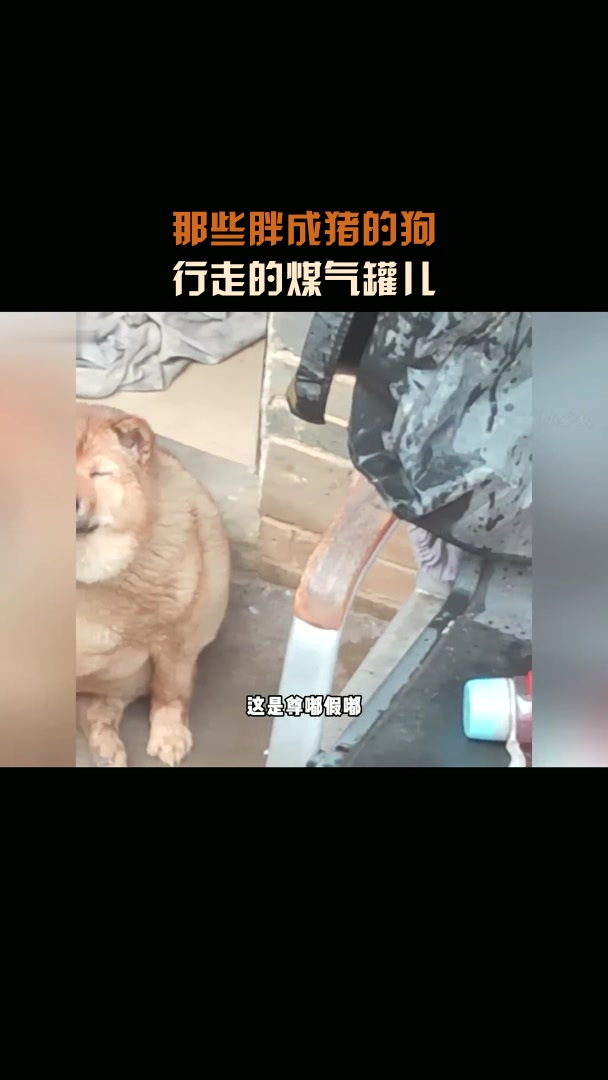 那些胖成猪的狗,行走的煤气罐儿