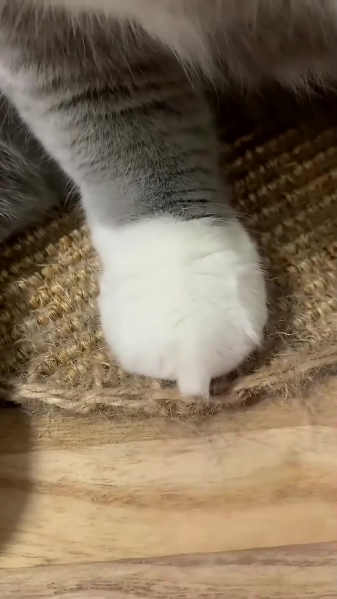 盘点猫猫那些五花八门的小表情