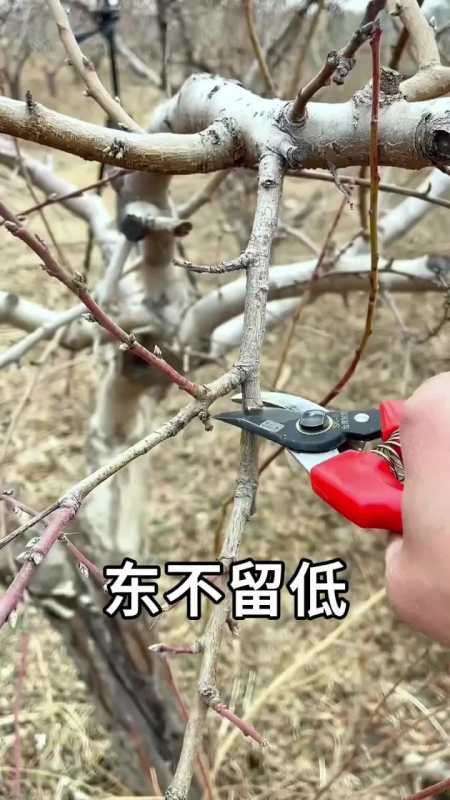 盆景果树的修剪口诀你学会了吗