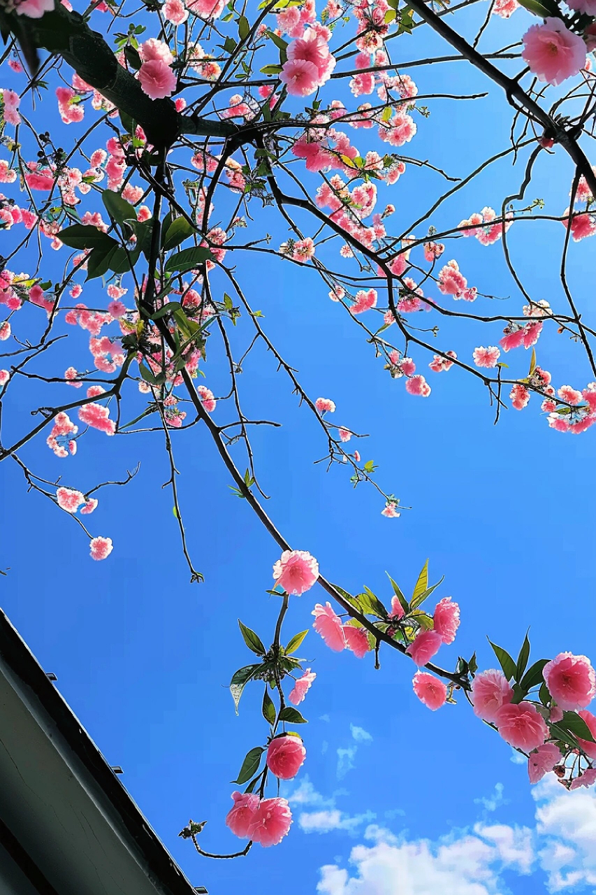 高清醉人的粉色花花壁纸分享