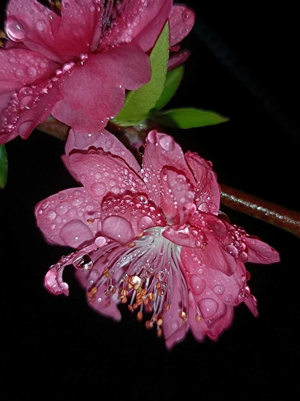 带雨滴的桃花图片图片