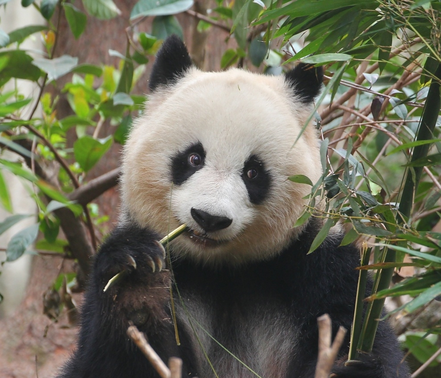 大熊猫北川:摄影师,麻烦给我来一组怼脸写真,我要那种五彩斑斓的黑.