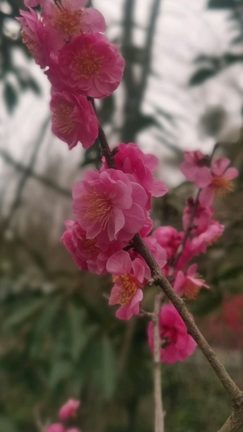 梅花拍摄地成都市郫都区兴福村