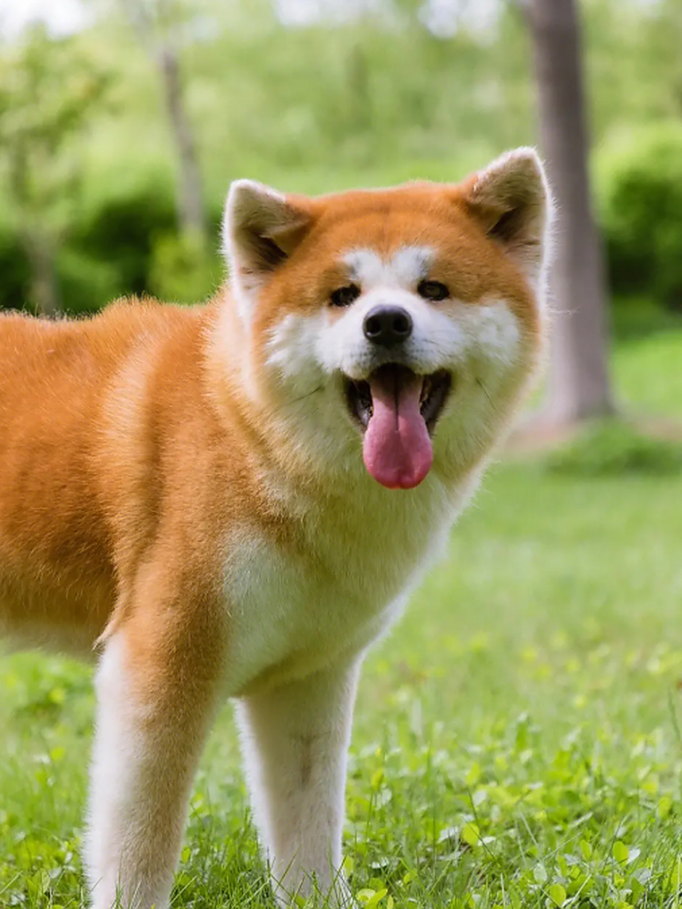 选择秋田犬作为宠物的人需要付出更多的时间和精力来满足其运动需求