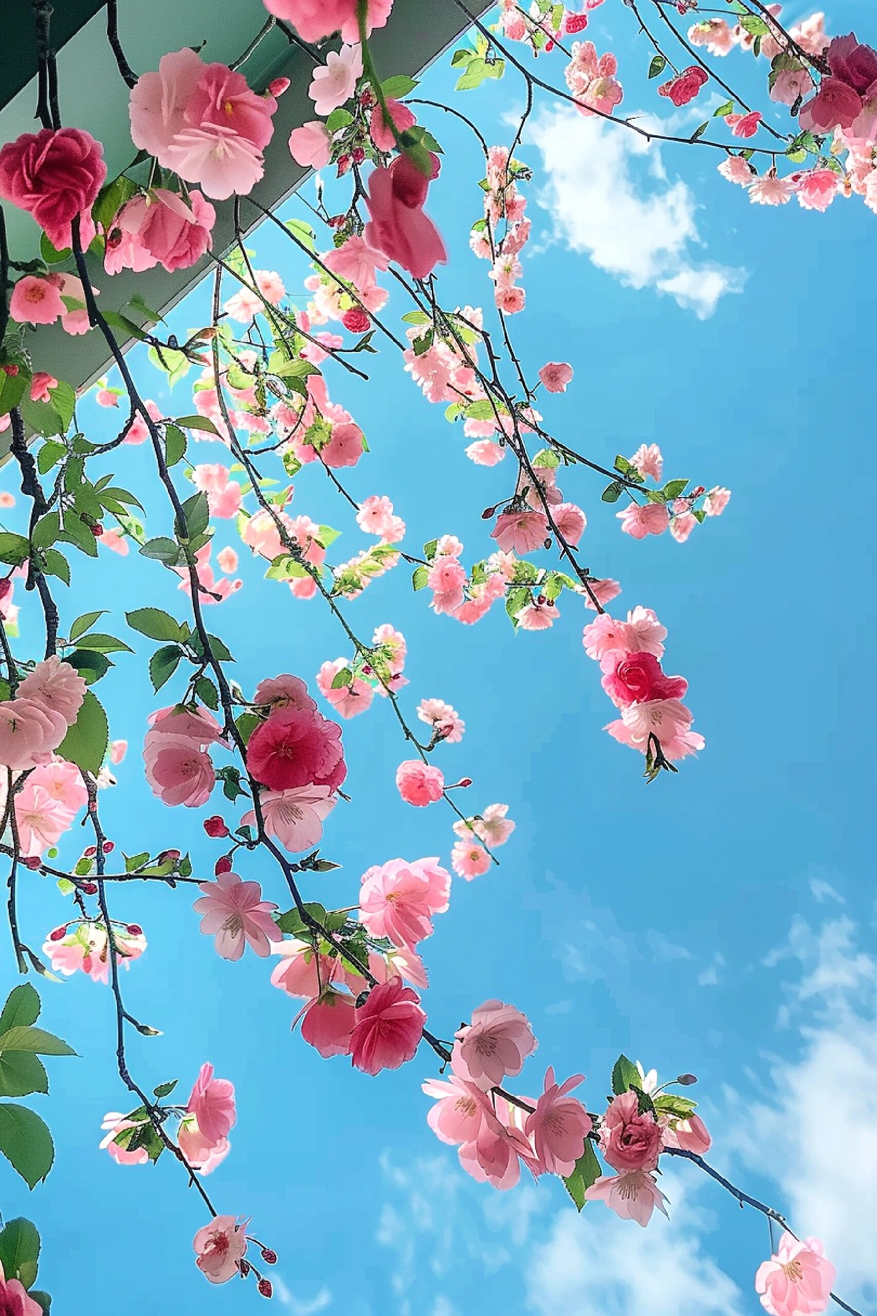 高清醉人的粉色花花壁纸分享