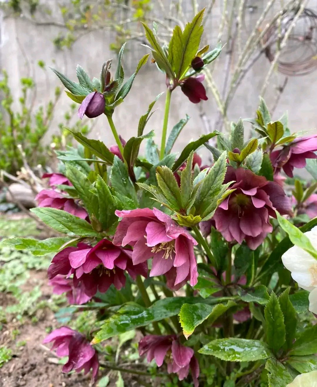人生有三个疚靼嘌 狼牙棍花图片黄花木染饭花图片歪子花又叫顺香