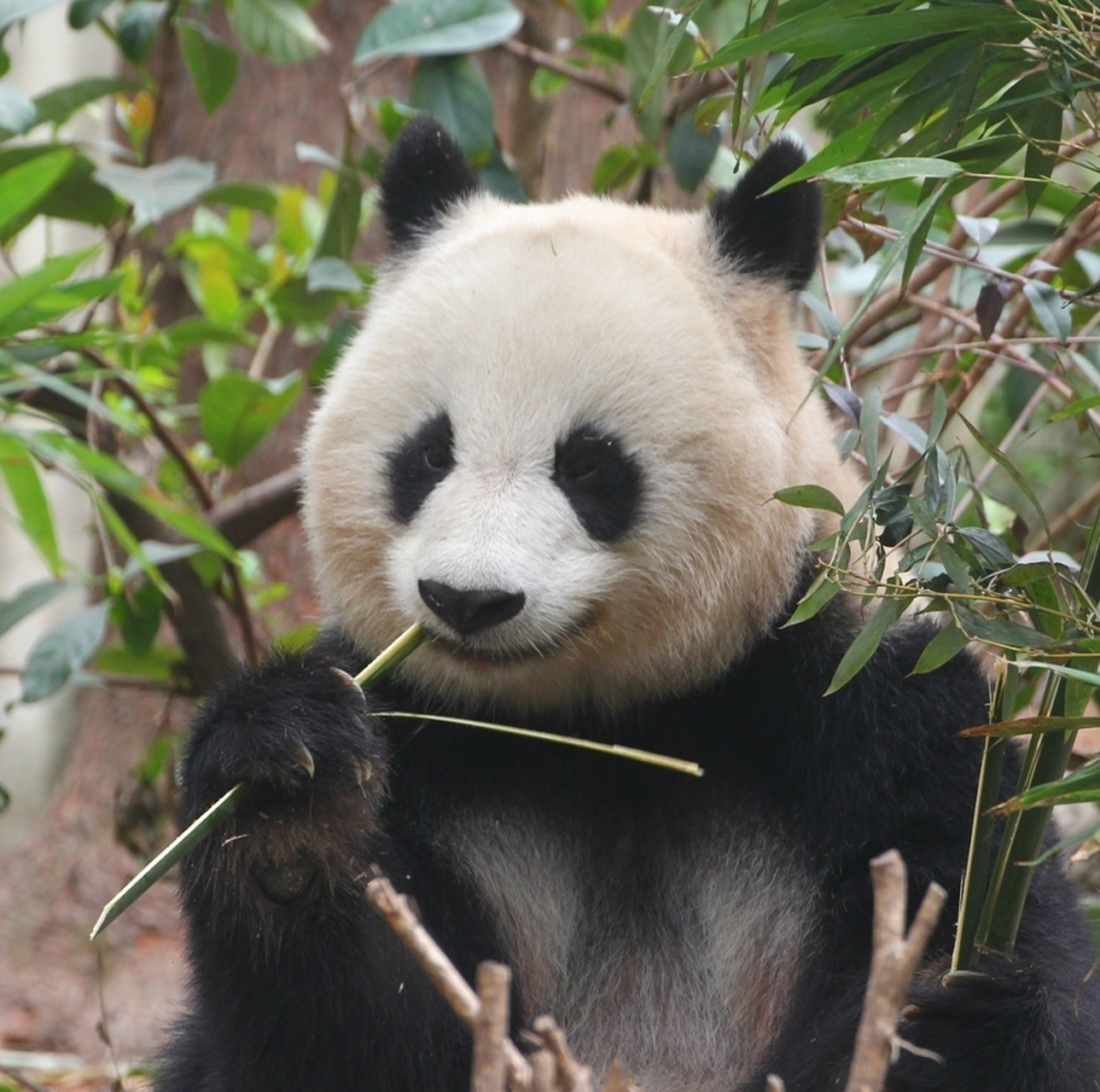 大熊猫北川:摄影师,麻烦给我来一组怼脸写真,我要那种五彩斑斓的黑.