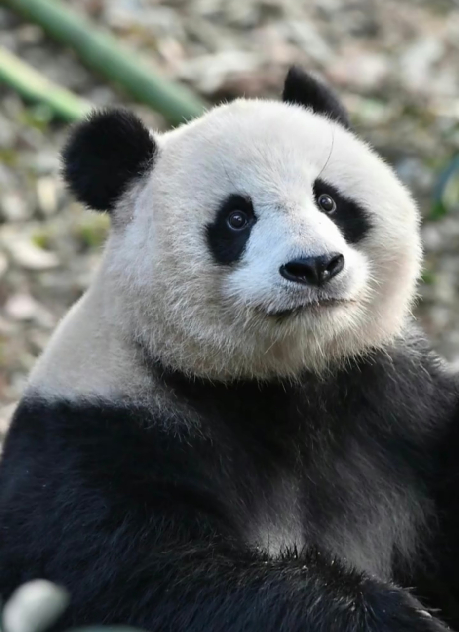 北川是野生大熊猫 被救助的时候,全身都圆咕隆咚的 但是!