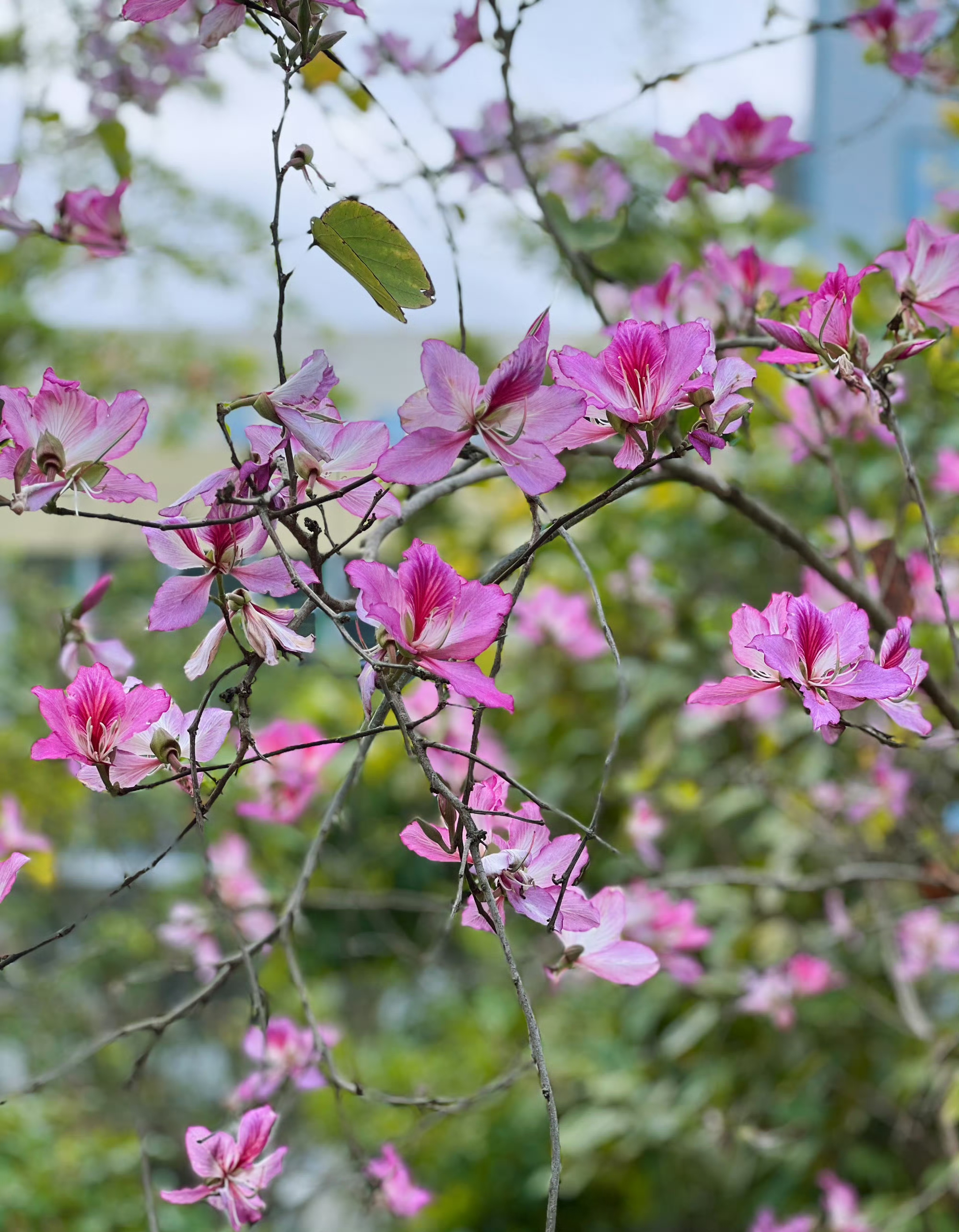 紫荆花开,梦幻的春天