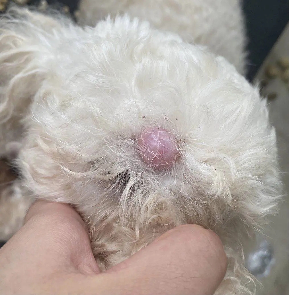 肿瘤狗狗吃什么最有用~狗狗细胞瘤好啦