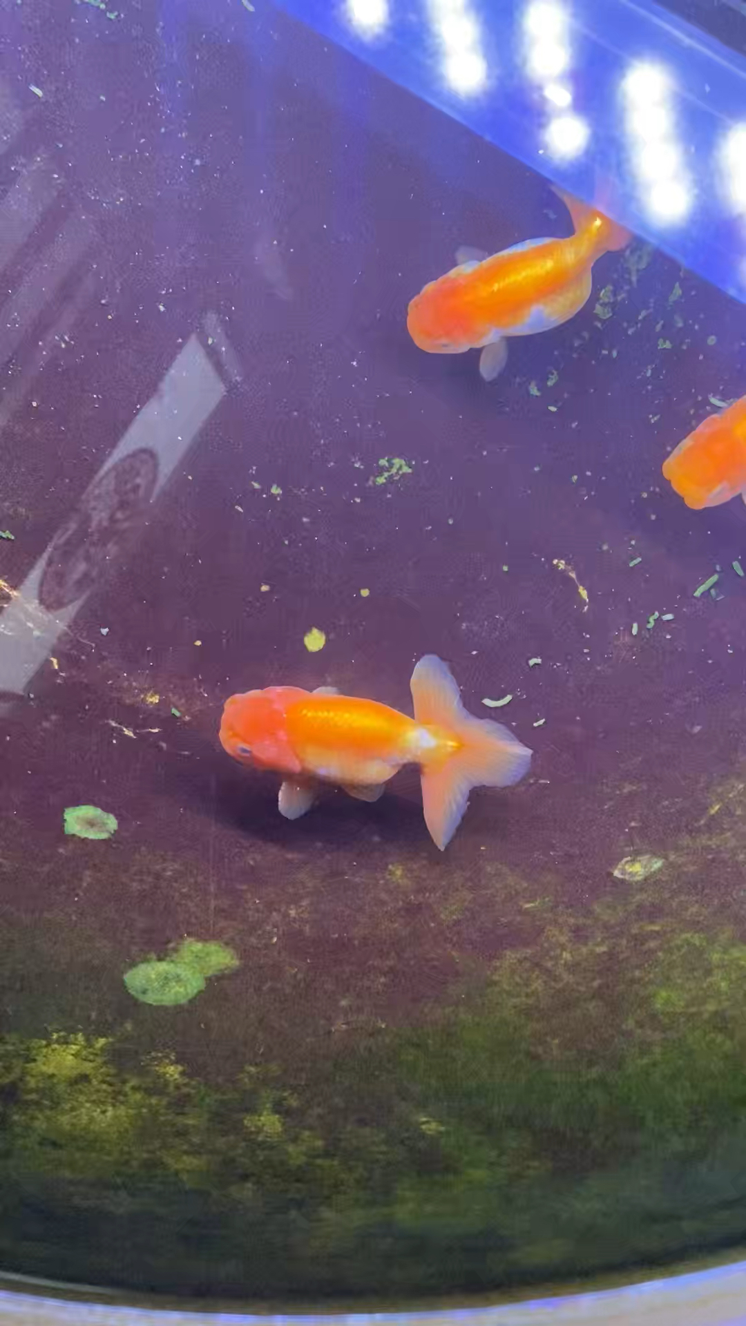 冻僵的宇野金鱼