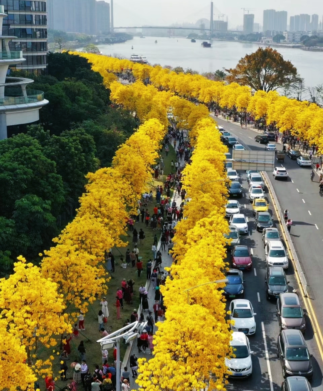 广东路边常见的花图片