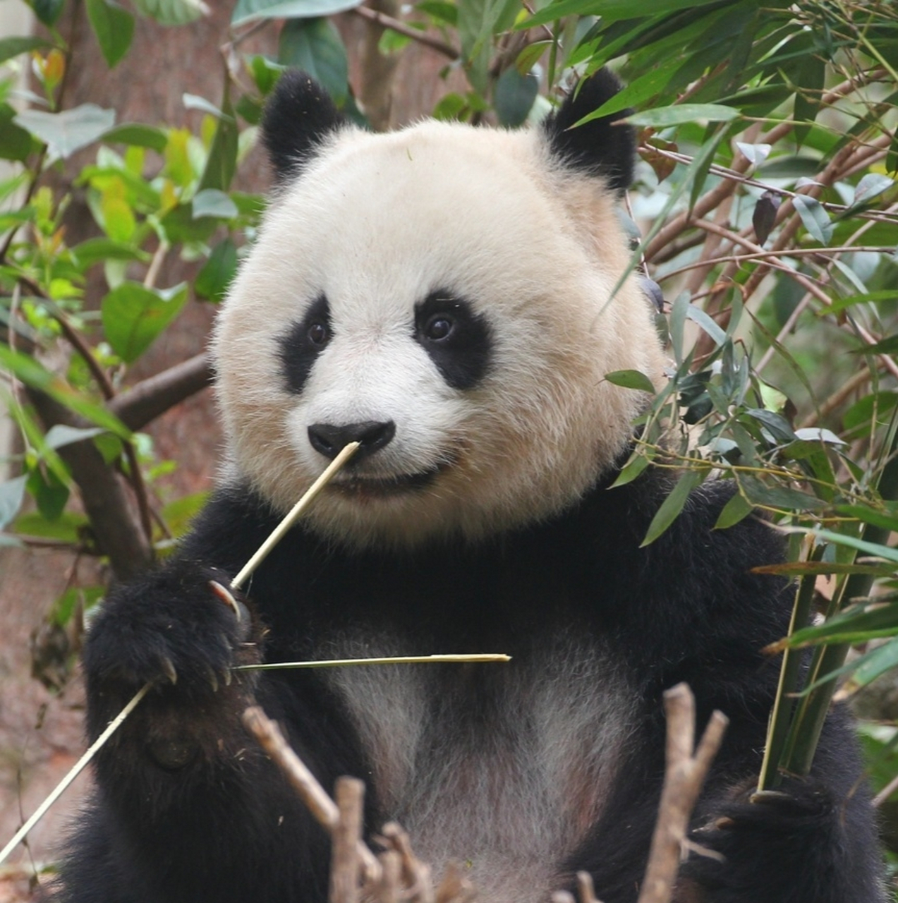 大熊猫北川:摄影师,麻烦给我来一组怼脸写真,我要那种五彩斑斓的黑.
