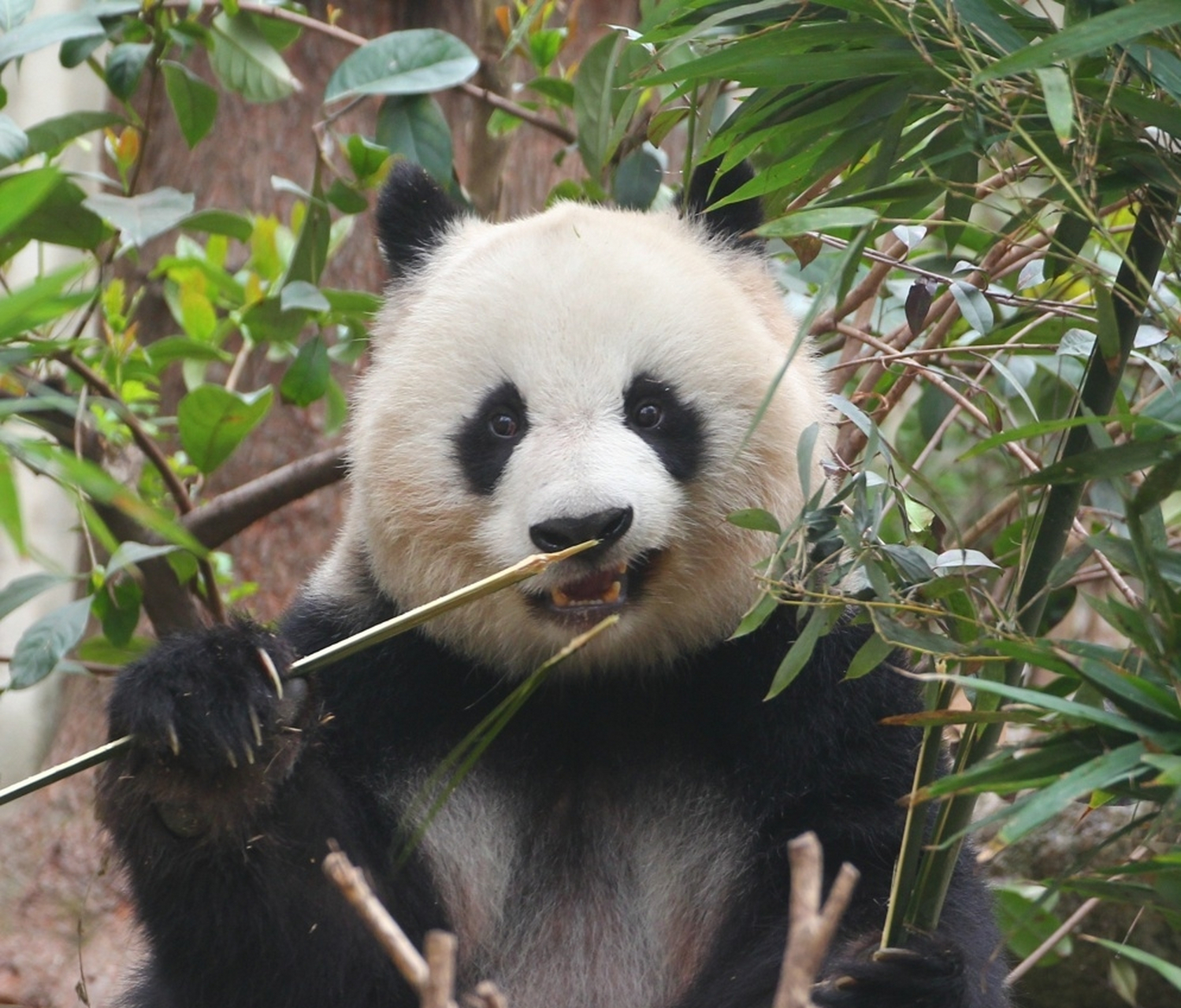 大熊猫北川:摄影师,麻烦给我来一组怼脸写真,我要那种五彩斑斓的黑.