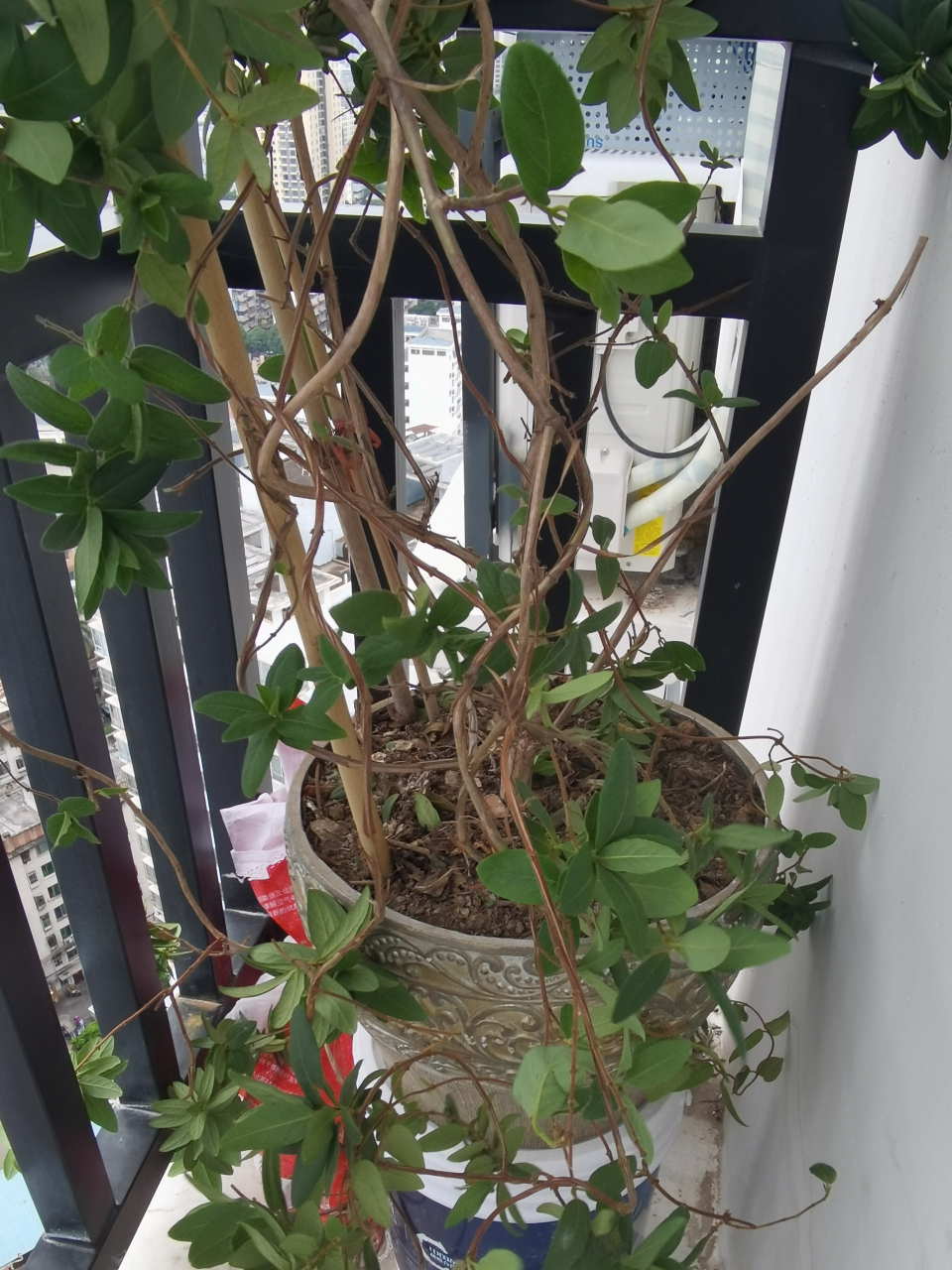 金银花喜迁新居了.