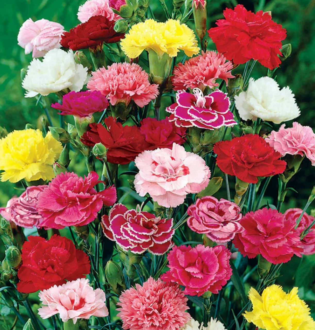 重瓣石竹,又称为石竹花,是一种多年生草本植物,以其美丽的花朵和顽强