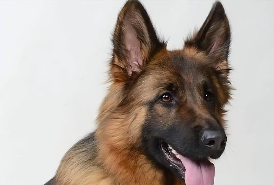 回顾一只狗它有华丽的衣服也有宽敞的豪宅身价高达24亿