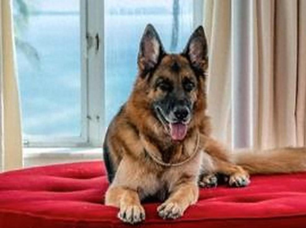 或者是血统纯正,价格高达数十万的赛级犬?