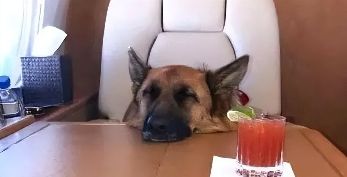 回顾一只狗它有华丽的衣服也有宽敞的豪宅身价高达24亿