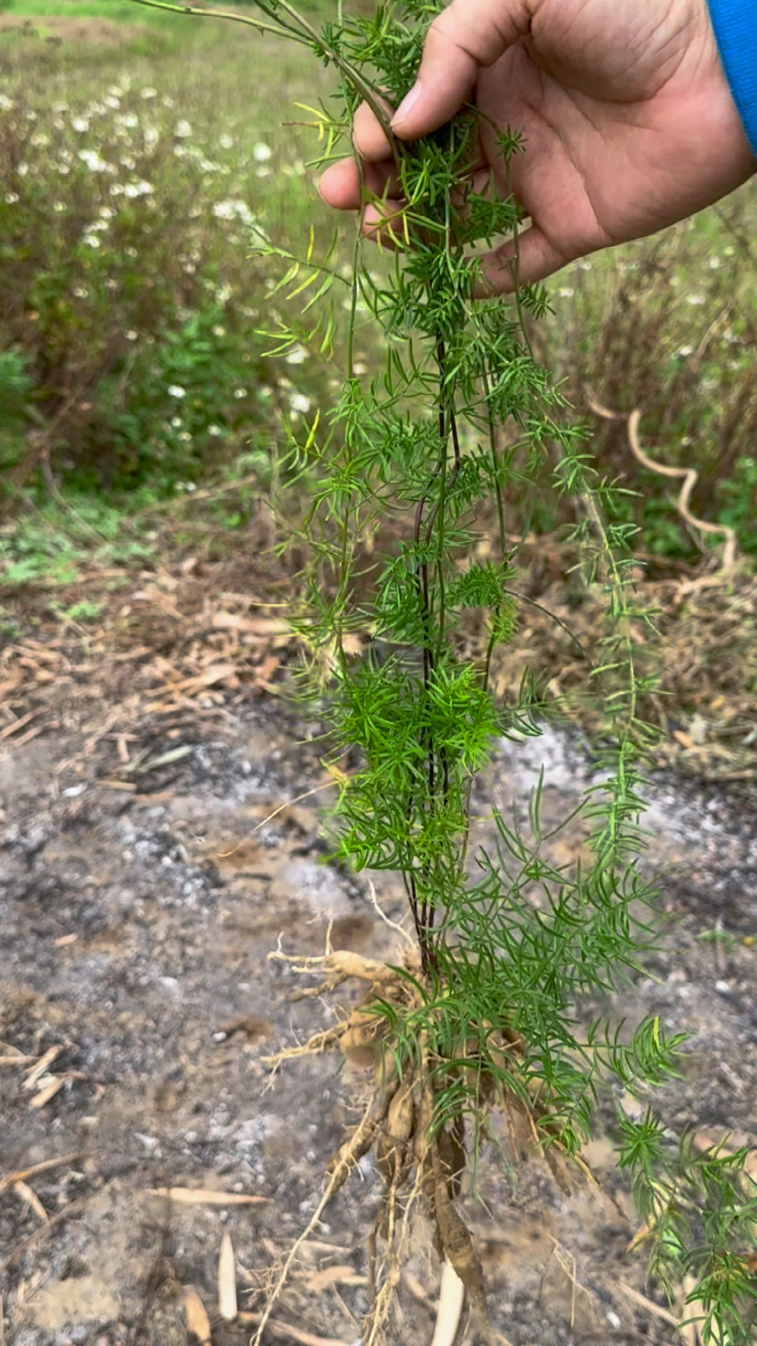 天门冬也叫天冬草