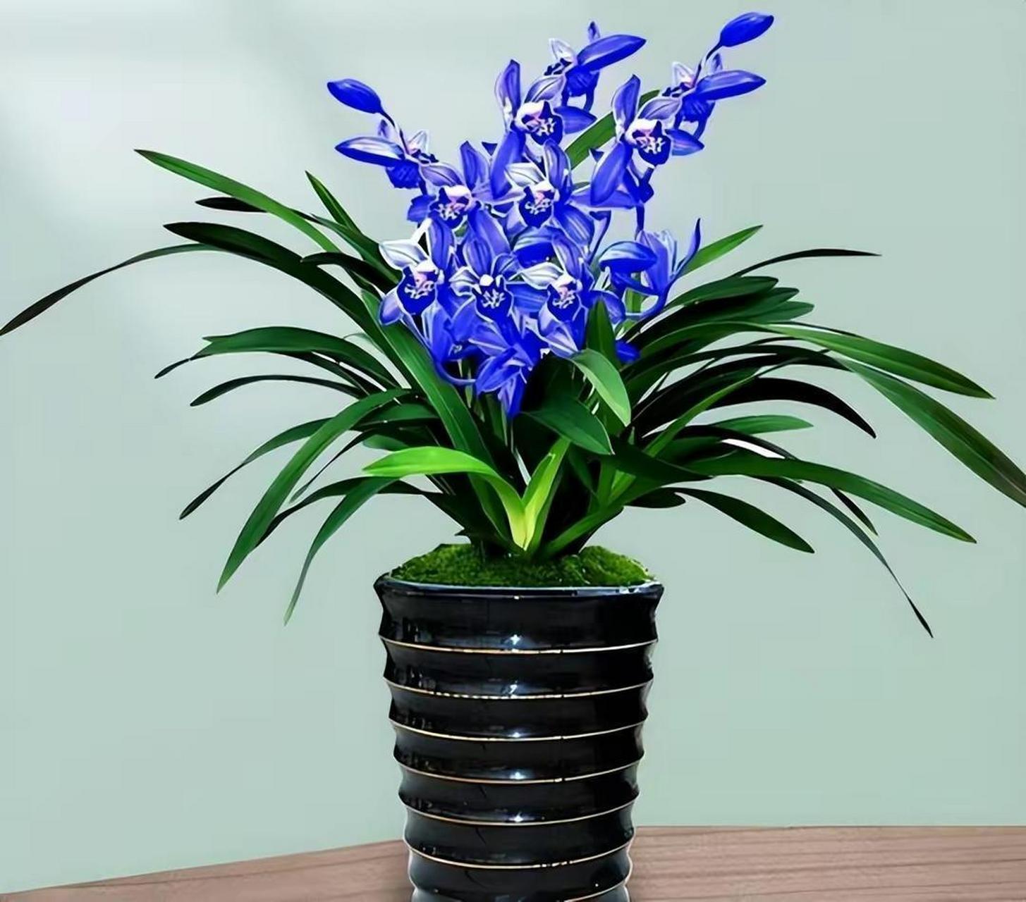 醉玲珑兰花是完美无瑕的存在,拥有独特的宝蓝色花色和香味,花期长易