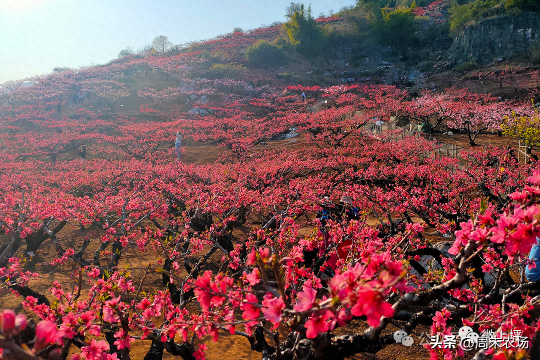 2022 广东连平桃花节图片