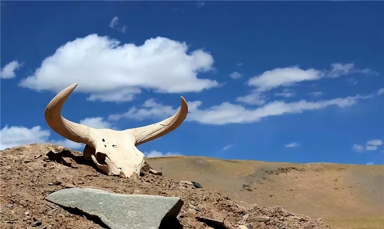 2020年南京女大学生在可可西里无人区失踪原因是什么