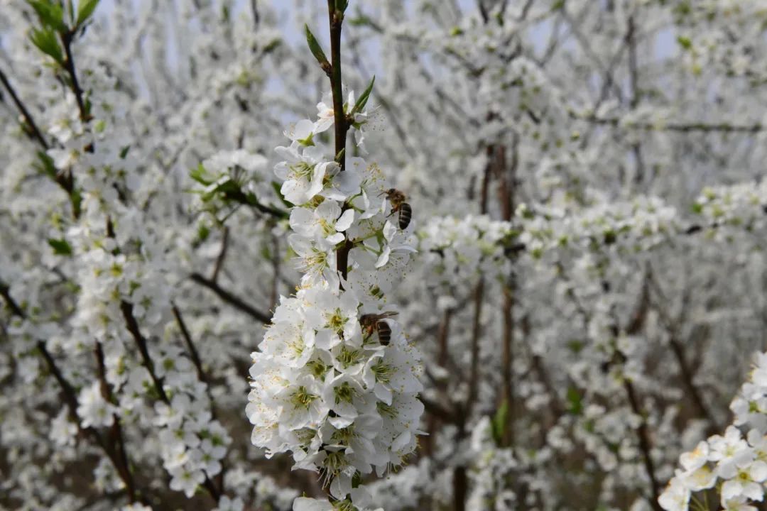 南充:破产重整 让700亩李子产业园重新开花结果