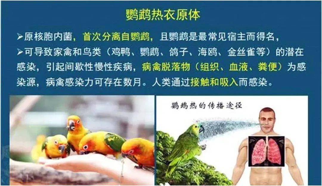 夫妻宰杀活鸭被抓伤住进icu