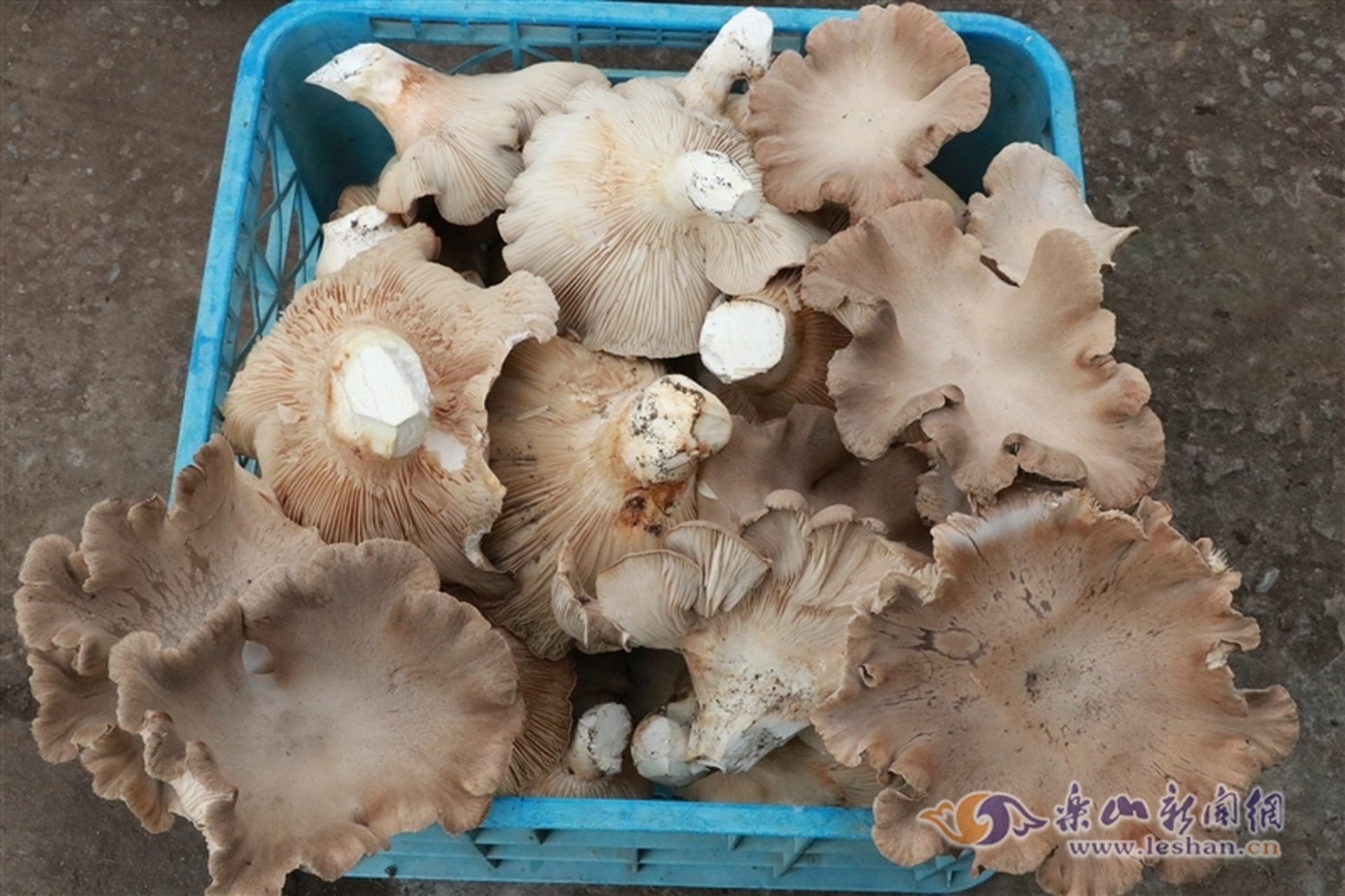 养什么蘑菇产量高价钱好(养什么蘑菇产量高价钱好一点)