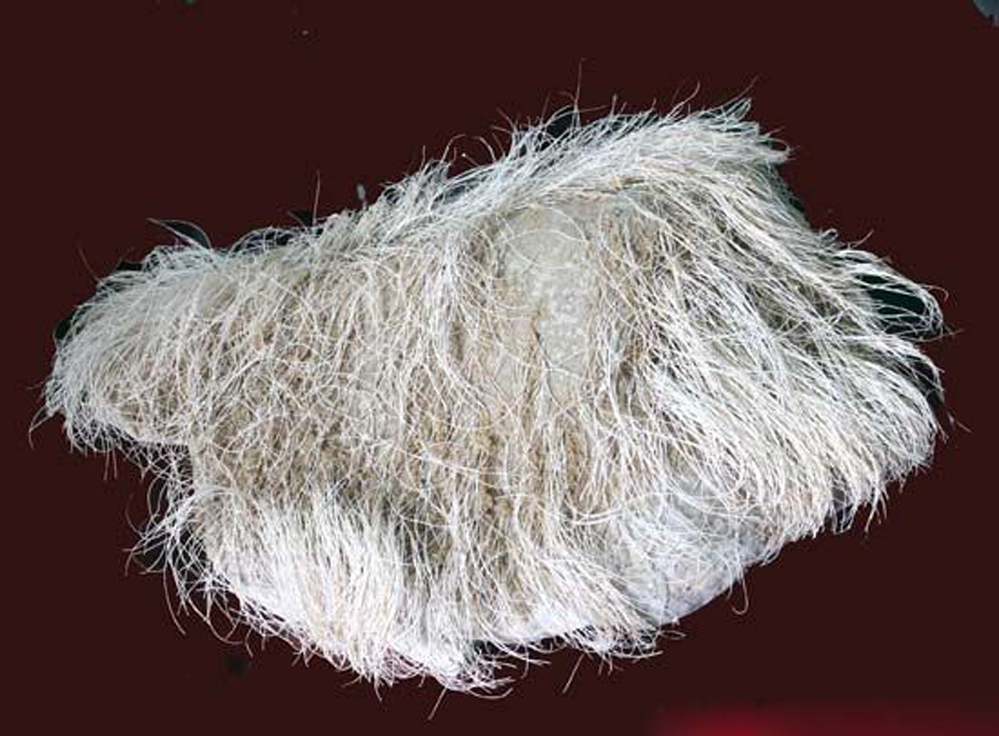 87年辽宁男子买下白发奇石花了18万元专家发现新物种