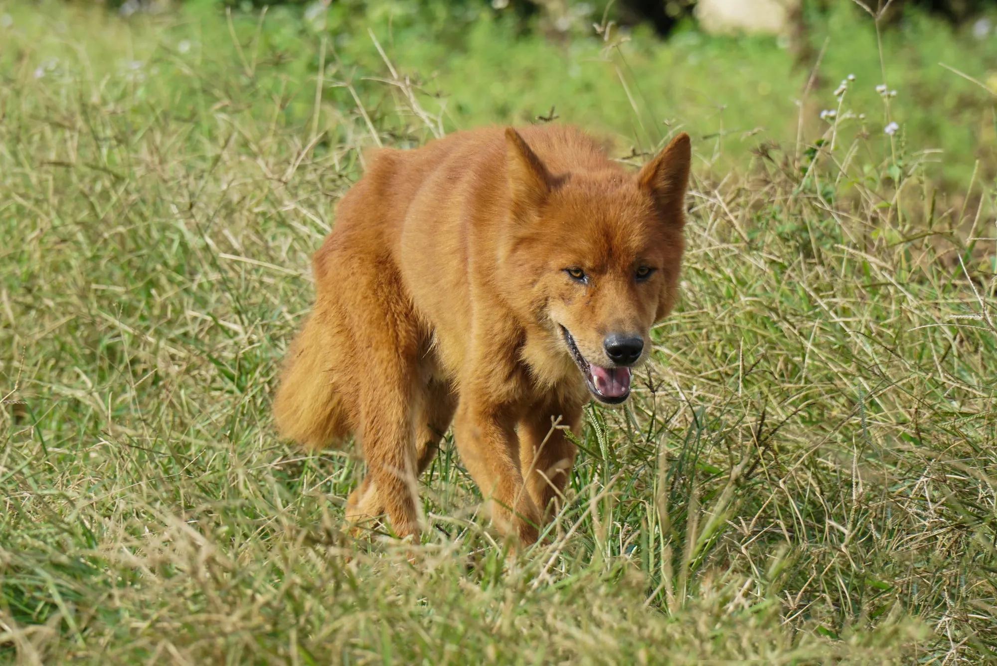 回顾男子花3万买到一只红毛狗养了四年富商出价35万都不卖