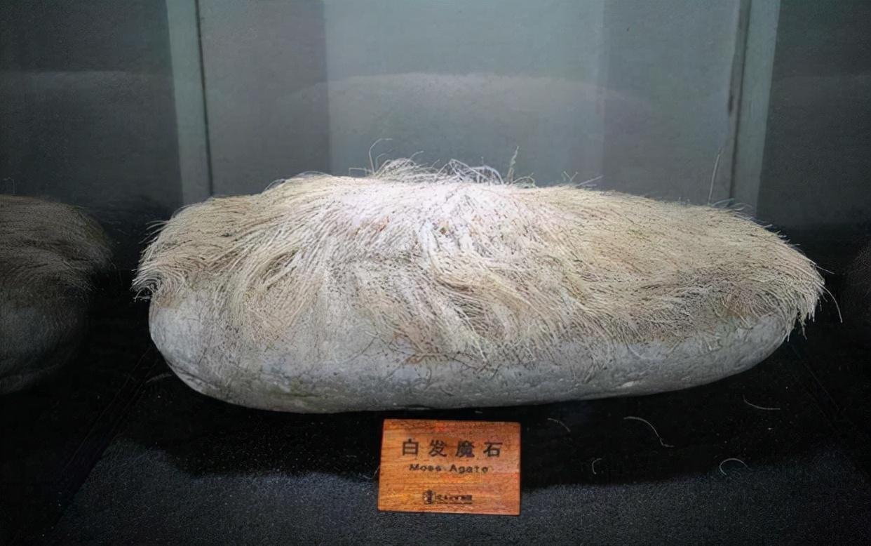 87年辽宁男子买下白发奇石花了18万元专家发现新物种