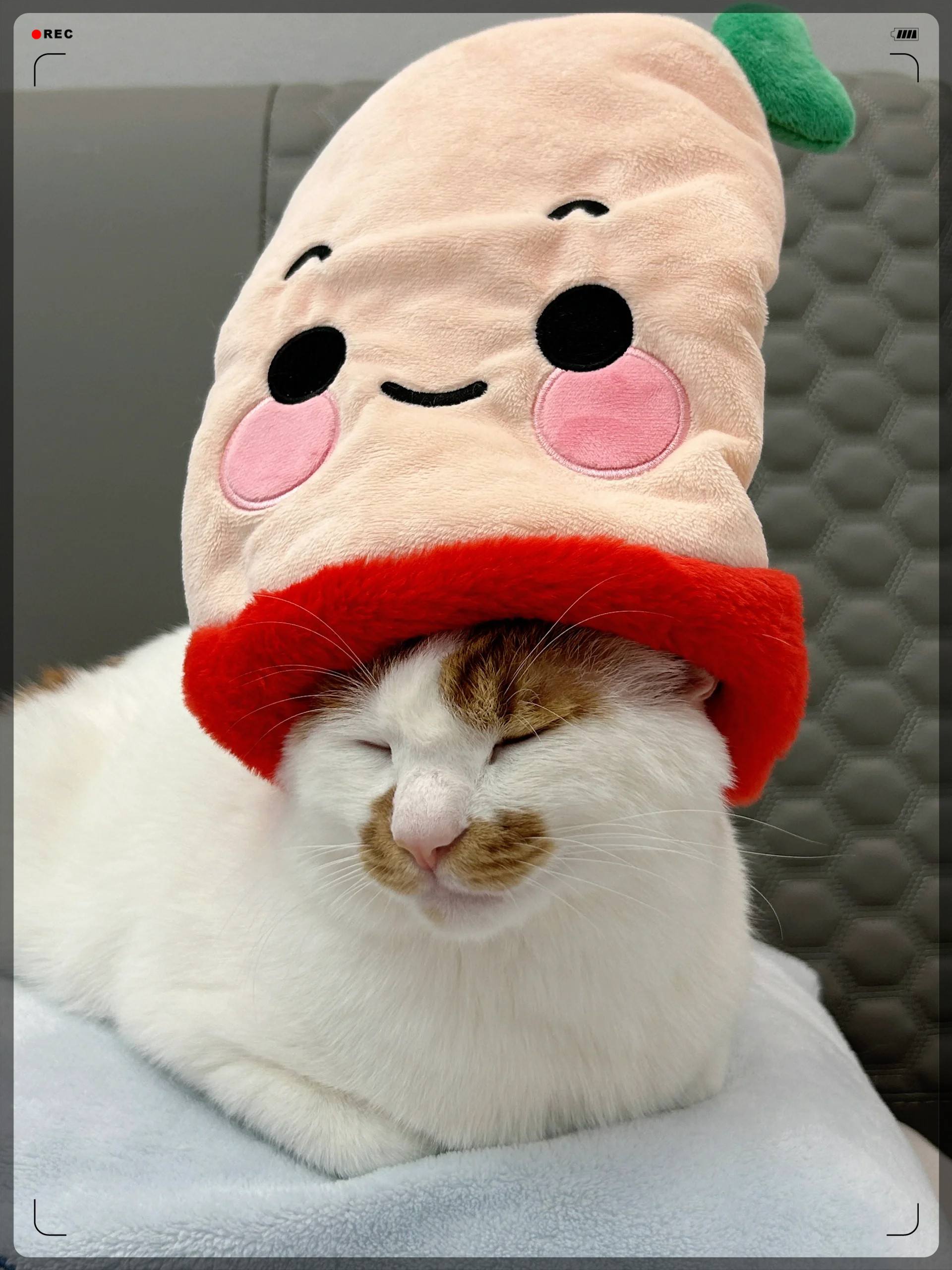 大家好 我今天是戴帽猫 .@小猫咪超爱睡觉的动态