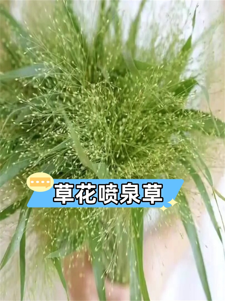 草花喷泉草  喷泉草:时光磨砺后的永恒之爱91  92 花语:喷泉草