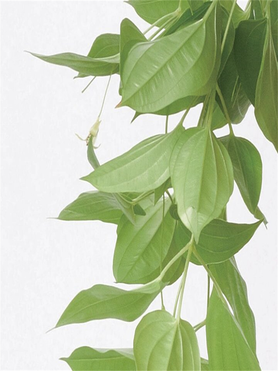 学名:stemona japonica  94 插花中的绿色魅力:  百部,这款绿色植物