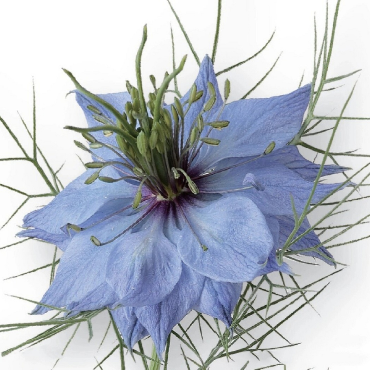 花颜花语之黑种草  在繁多的植物世界中,有一种名为黑种草的花卉,以其