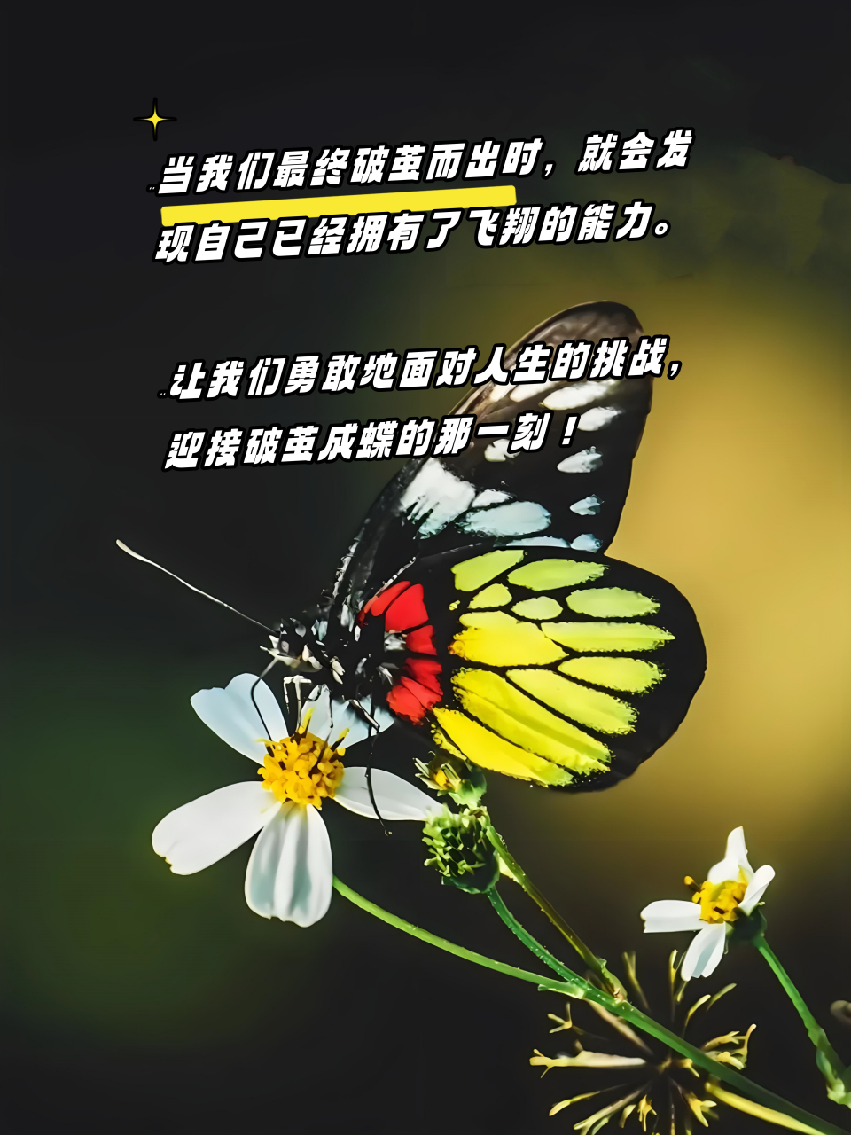 94破茧成蝶,是一种美丽的蜕变.