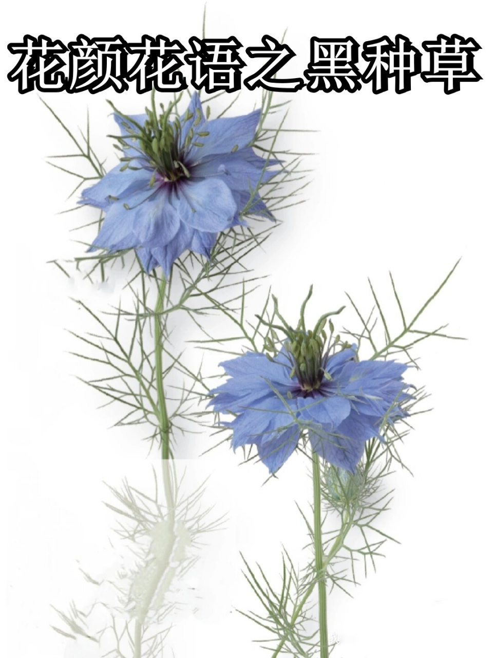 花颜花语之黑种草  在繁多的植物世界中,有一种名为黑种草的花卉,以其