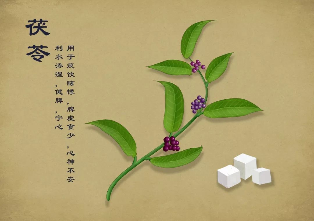 1,茯苓 甘草 作用:清热解毒,补脾益气 适用情况:平时爱生病,湿气