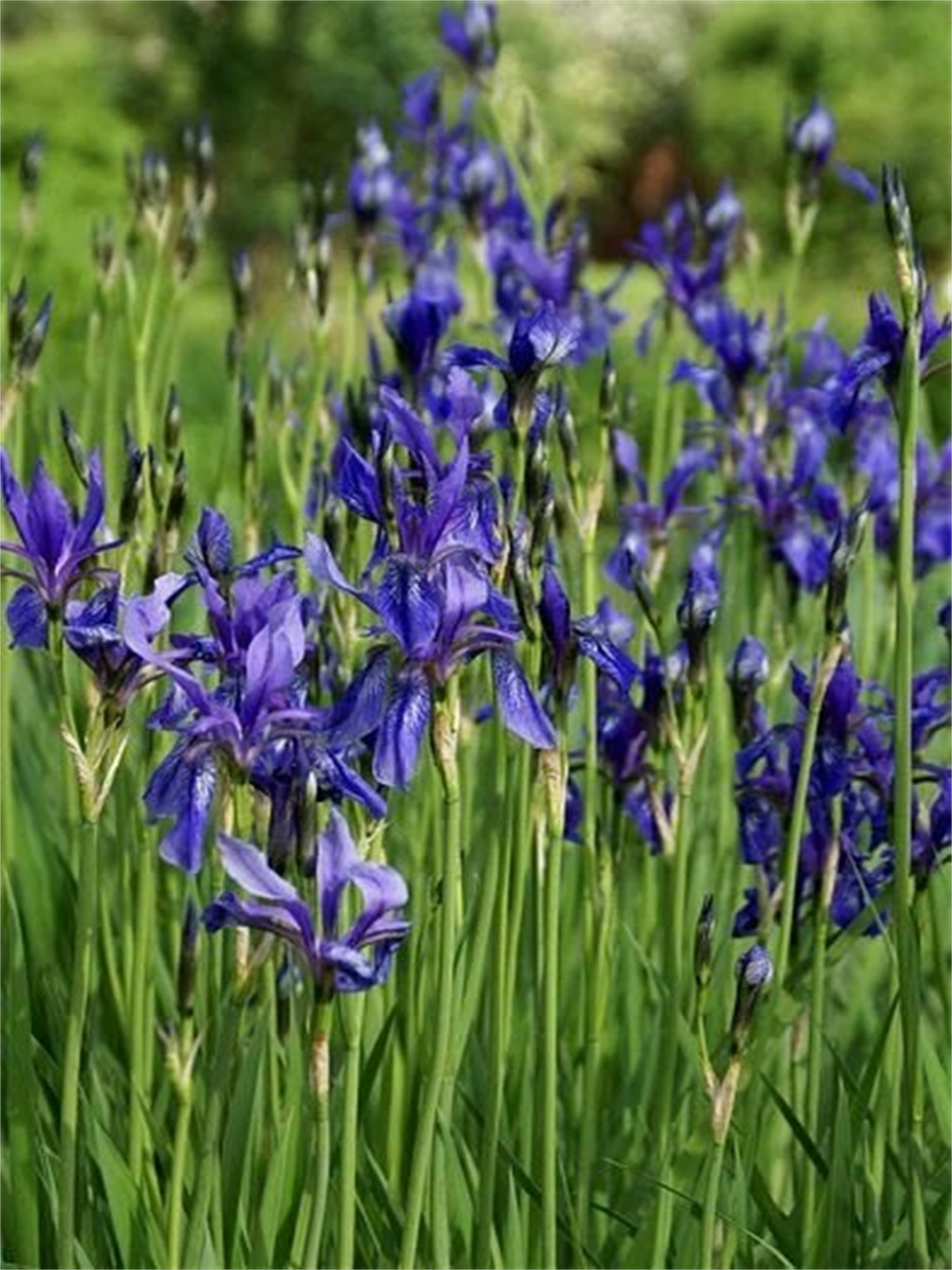 今天我们来聊聊一位植物界的超级巨星——紫苞鸢尾!